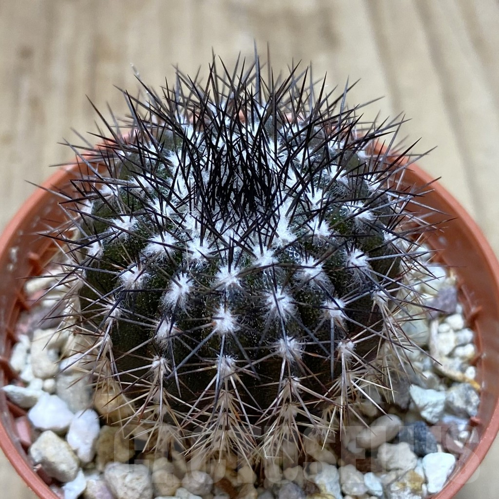 SH884 Uebelmannia pectinifera seedling , own roots