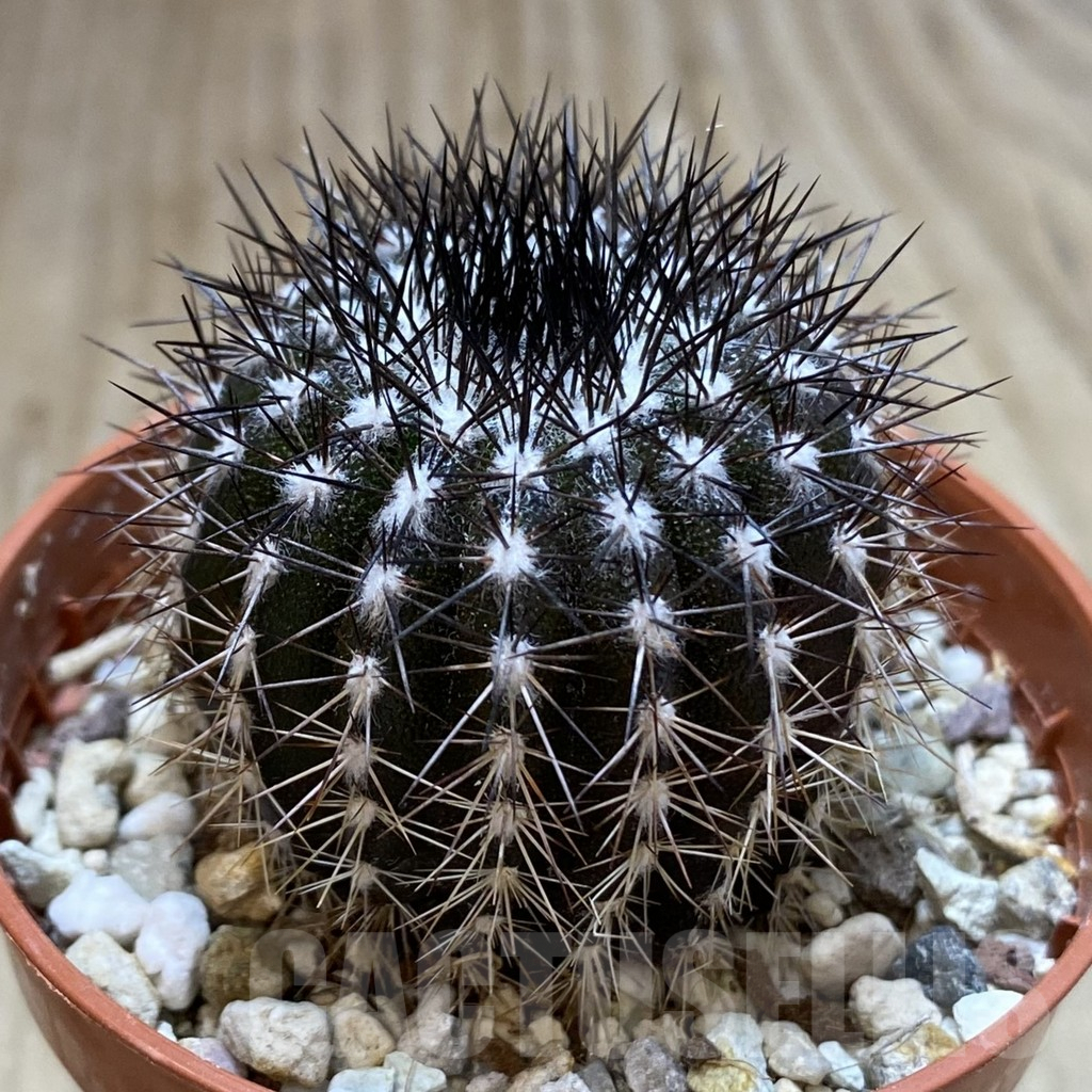 SH884 Uebelmannia pectinifera seedling , own roots - Image 2