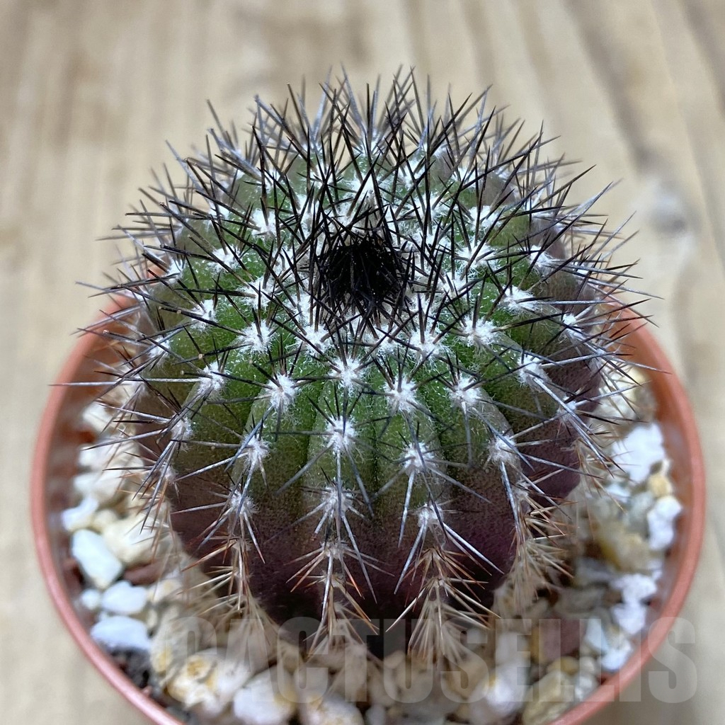 SHPR40621 Uebelmannia pectinifera seedling , own roots