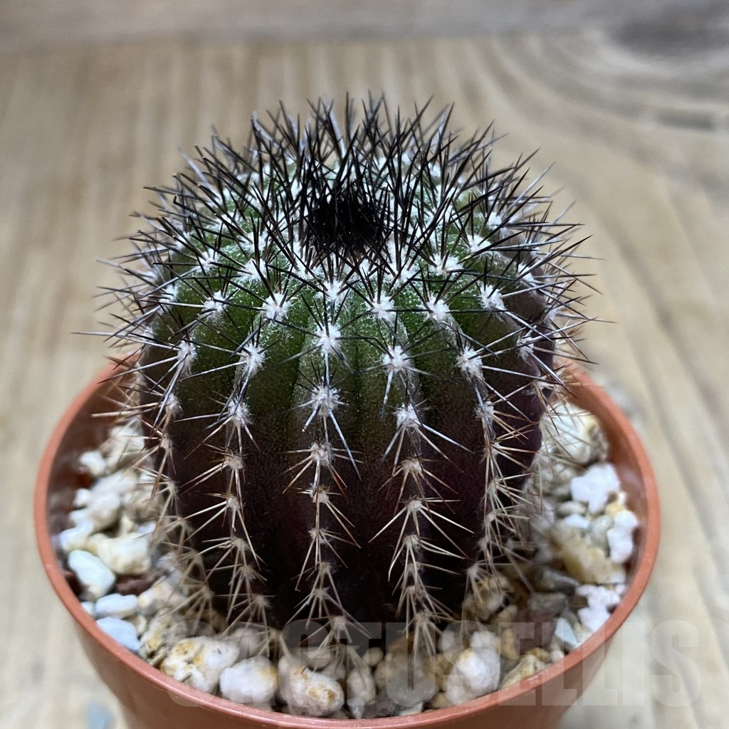 SHPR40621 Uebelmannia pectinifera seedling , own roots - Image 2