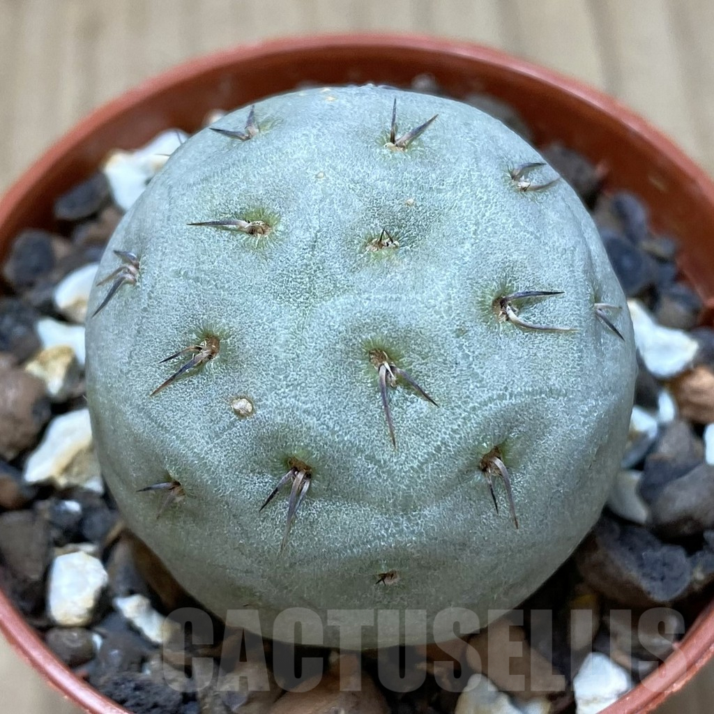 SHPR40623 Tephrocactus geometricus