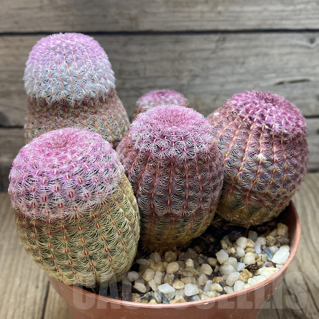 SH896 Echinocereus rigidissimus v. rubispinus - Image 2