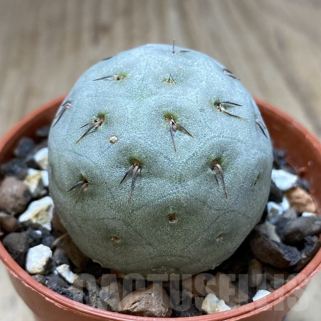 SHPR40623 Tephrocactus geometricus - immagine 2