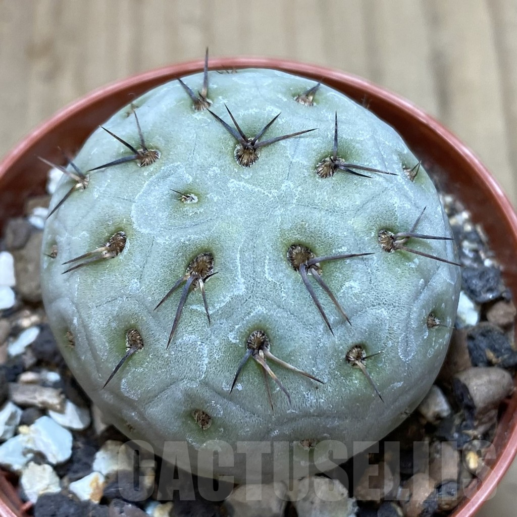 SHPR40624 Tephrocactus geometricus