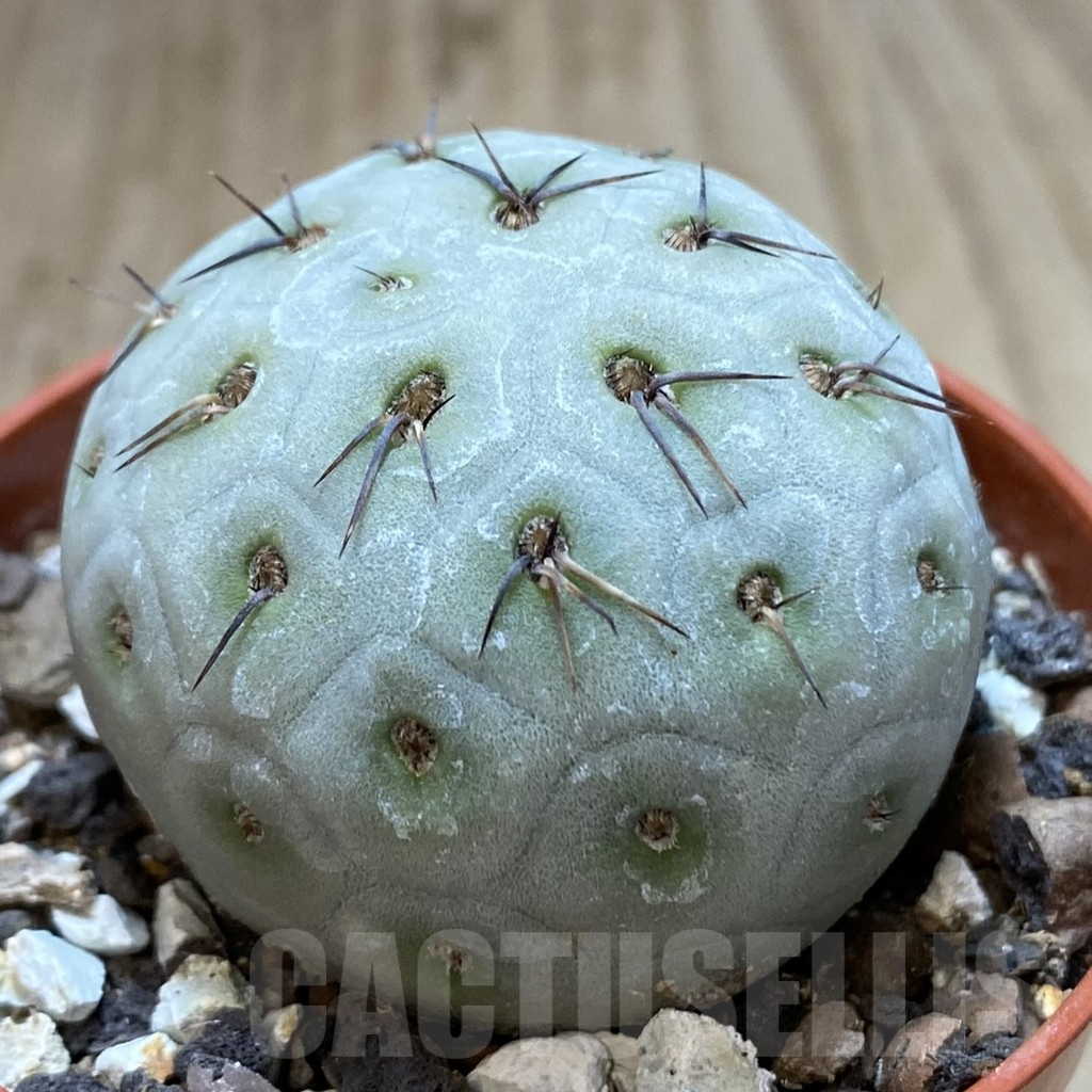 SHPR40624 Tephrocactus geometricus - immagine 2