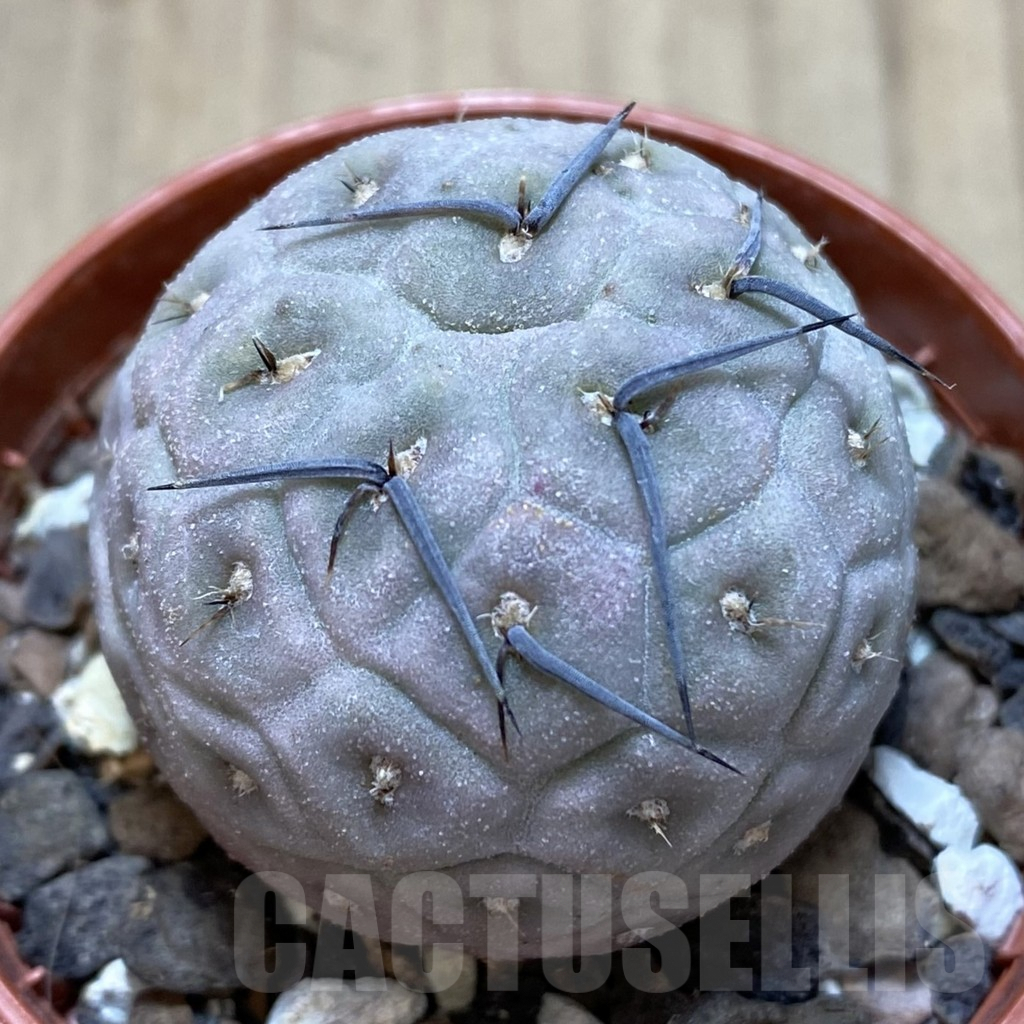 SHPR40625 Tephrocactus geometricus