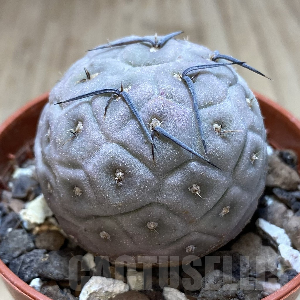 SHPR40625 Tephrocactus geometricus - Image 2