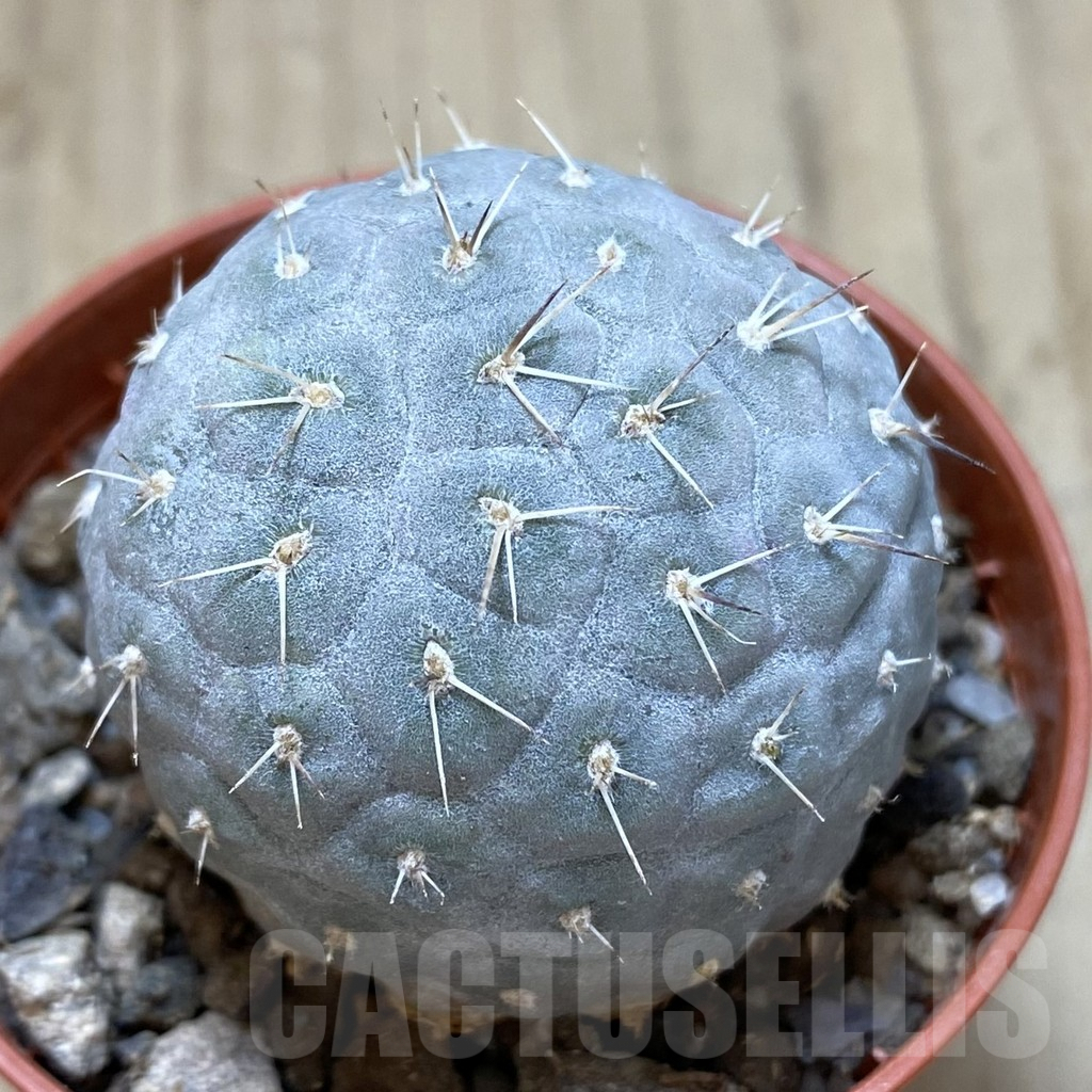 SHPR40626 Tephrocactus geometricus