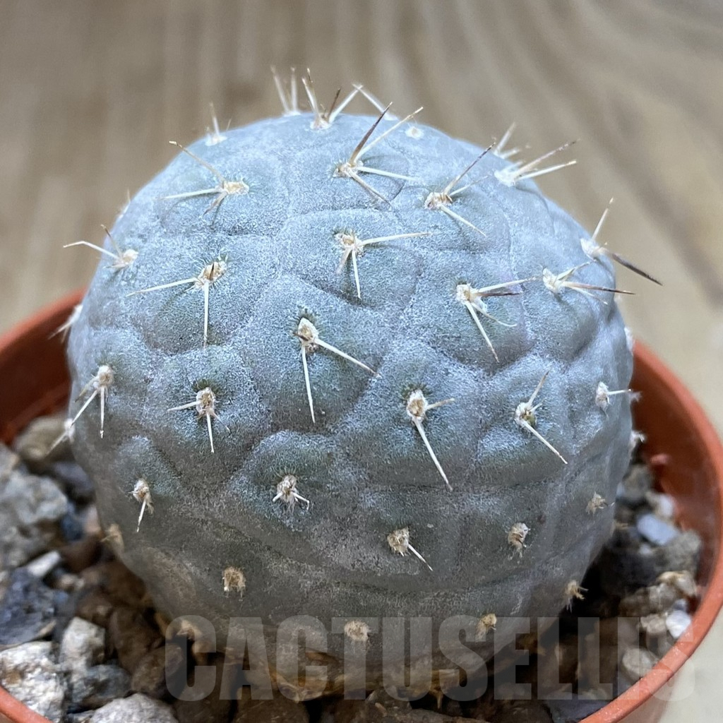 SHPR40626 Tephrocactus geometricus - Image 2