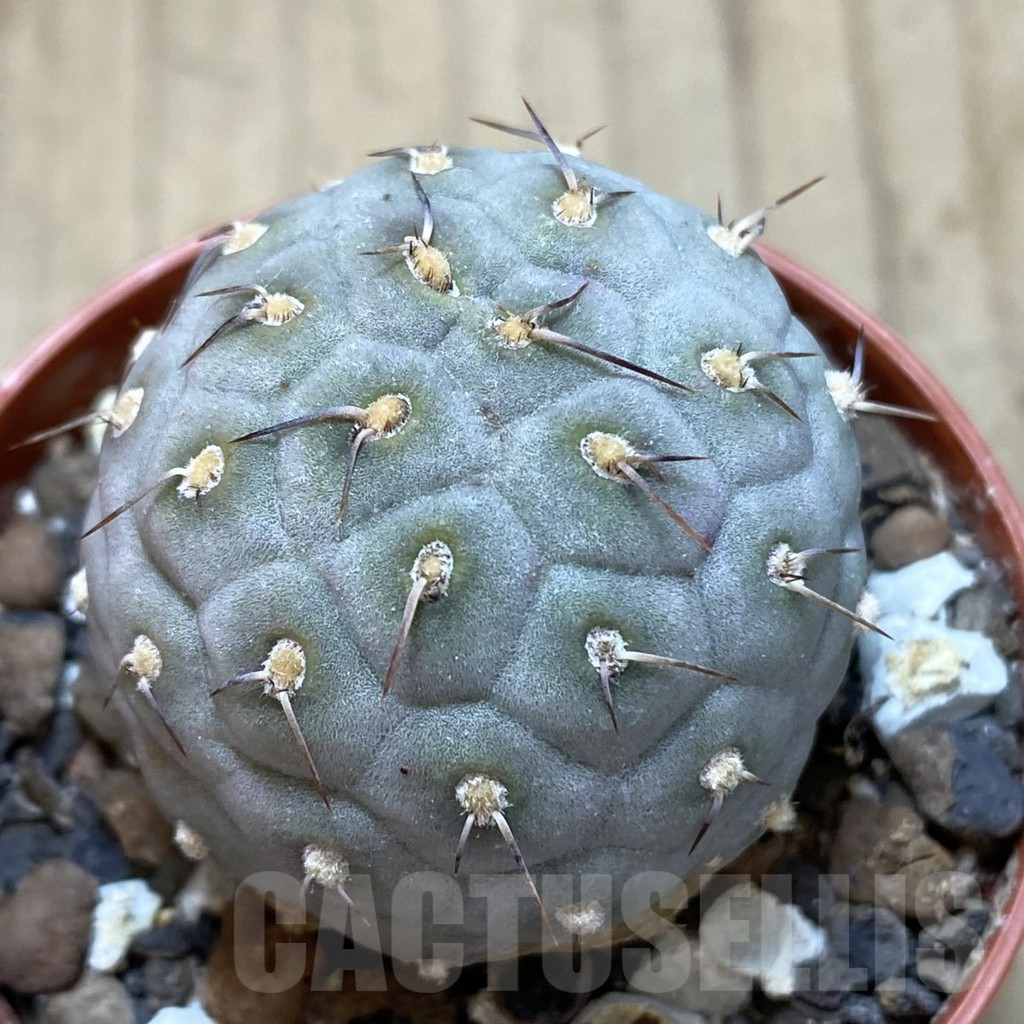 SHPR40627 Tephrocactus geometricus