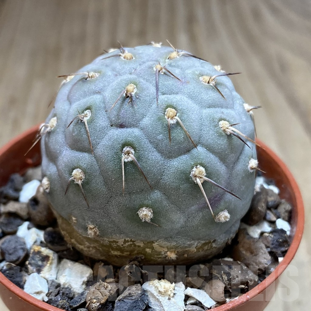 SHPR40627 Tephrocactus geometricus - Obrázek 2