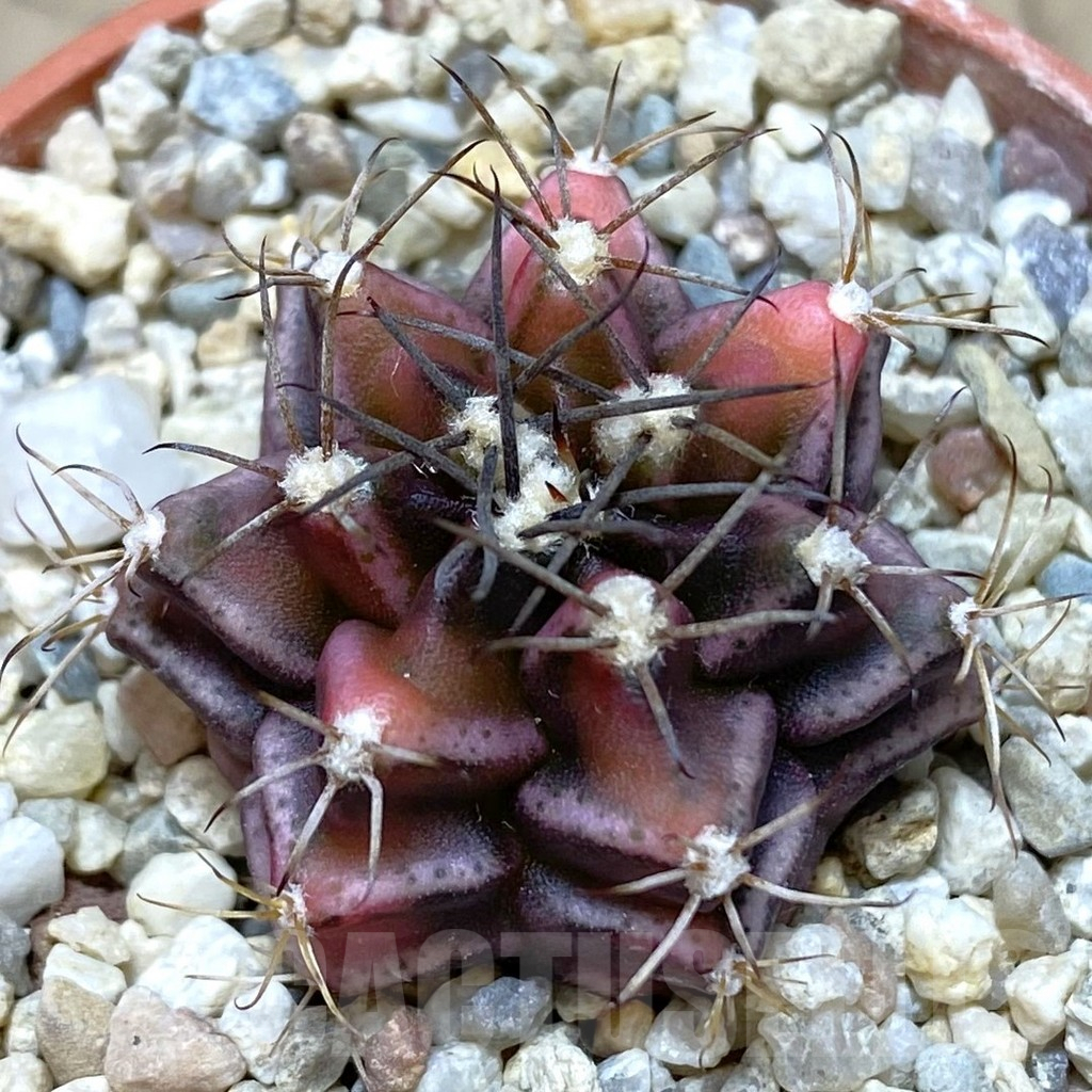 SH848 Gymnocalycium mihanovichii ‘Bear Beer’