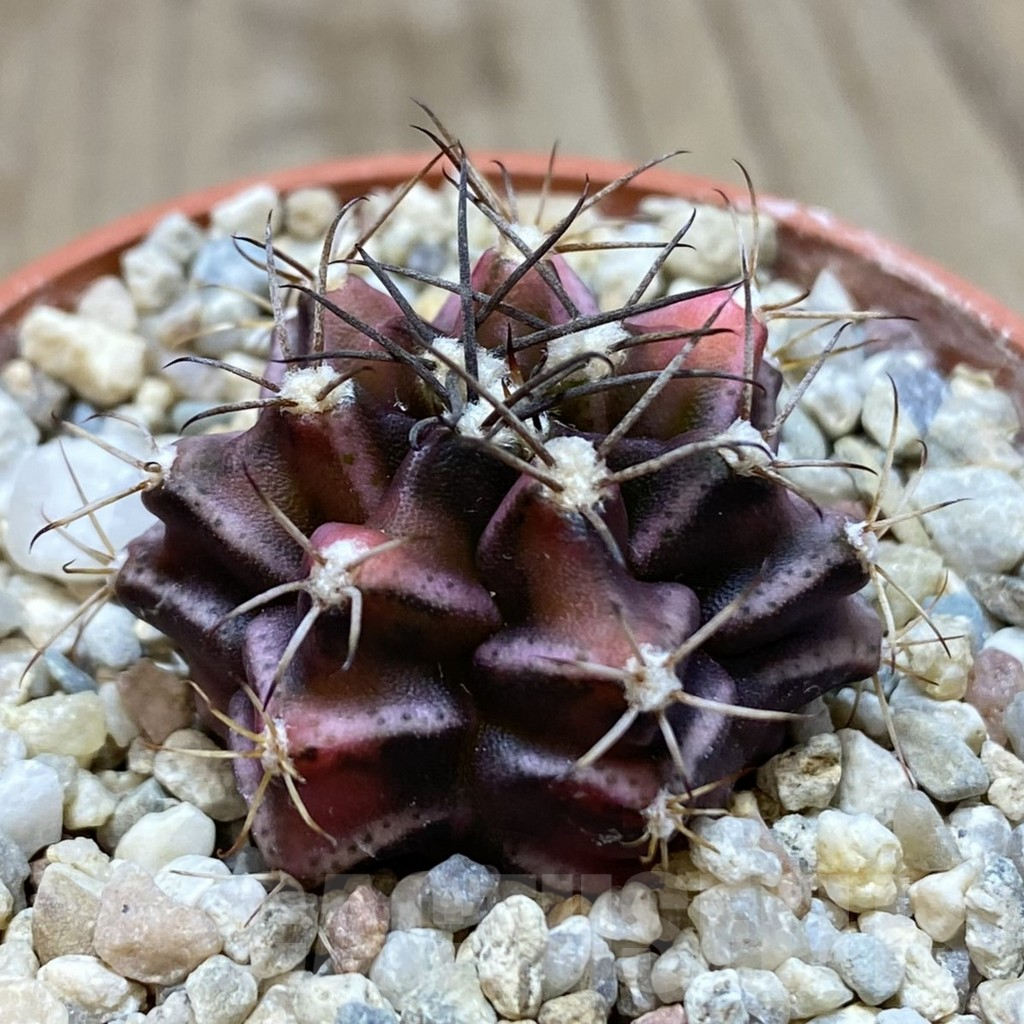 SH848 Gymnocalycium mihanovichii ‘Bear Beer’ - Image 2