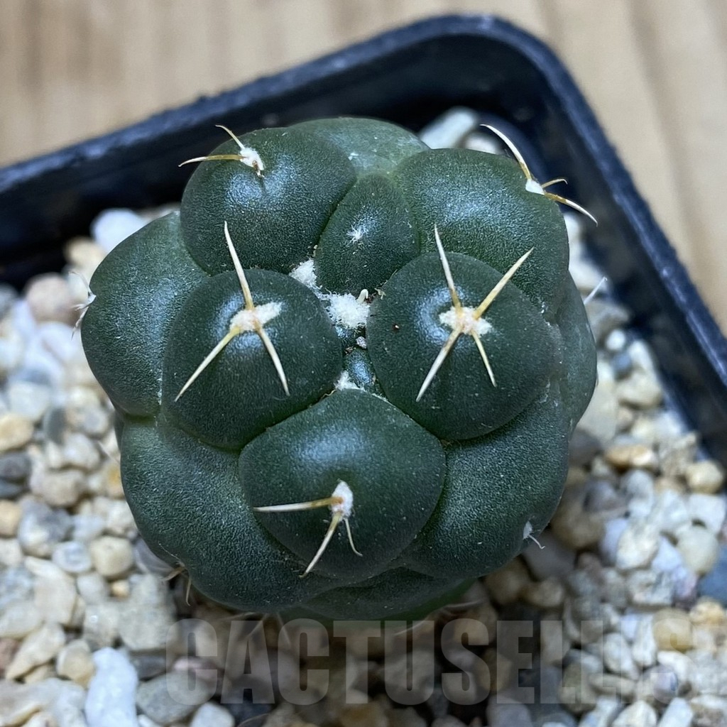 SHPR40764 Coryphantha elephantidens ‘inermis’ - Image 2