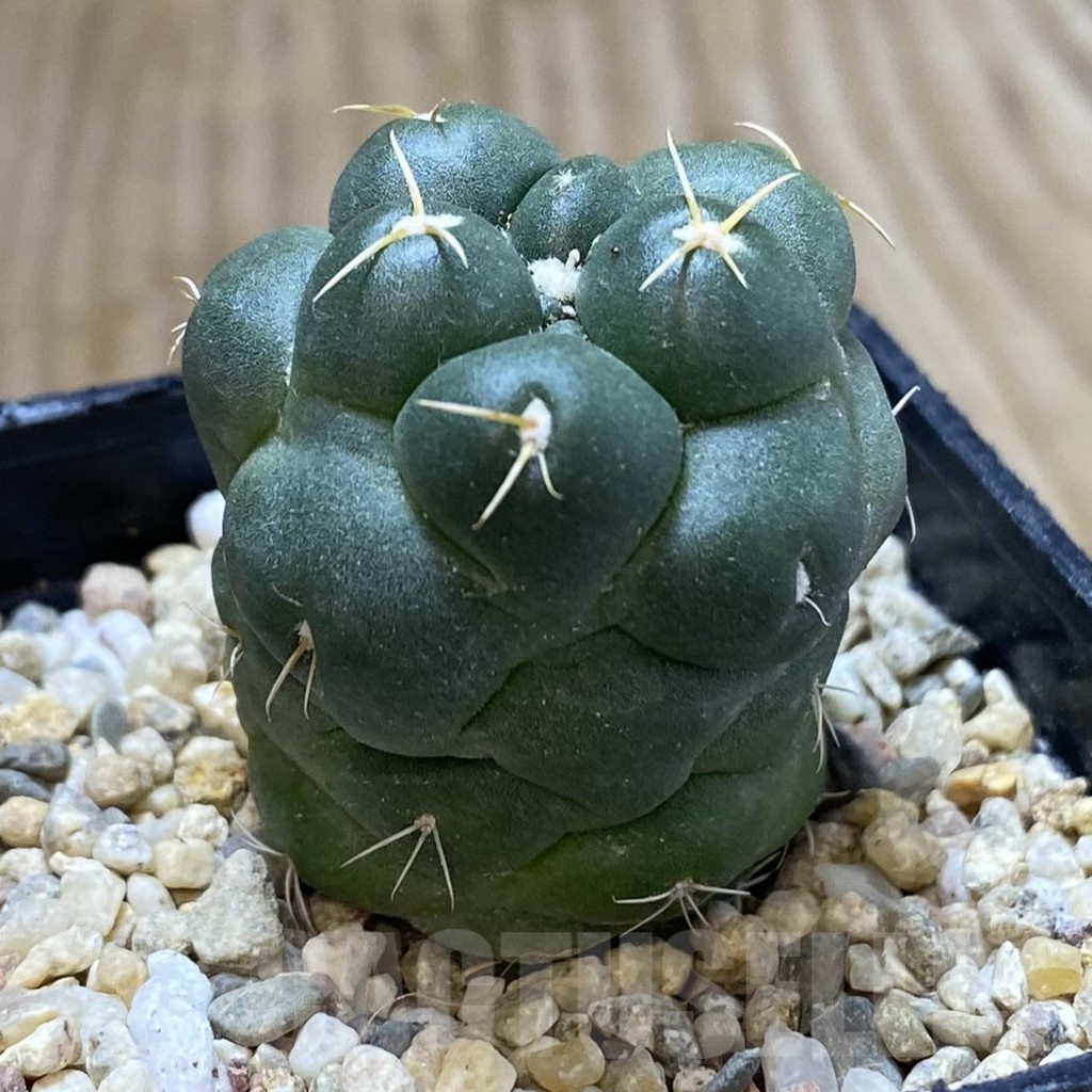 SHPR40764 Coryphantha elephantidens ‘inermis’ - Image 3