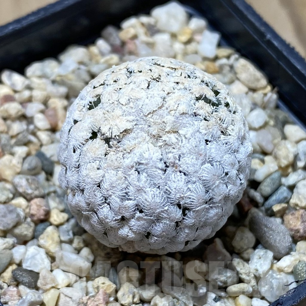 SHPR40767 Turbinicarpus valdezianus v. albiflorus