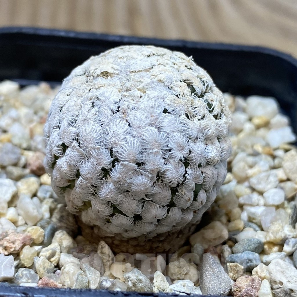 SHPR40767 Turbinicarpus valdezianus v. albiflorus - Image 2
