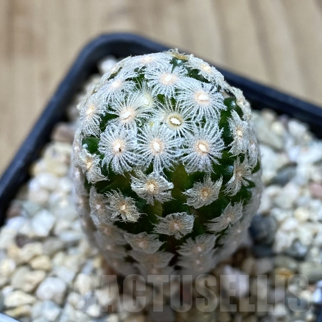 SHPR40768 Mammillaria theresae