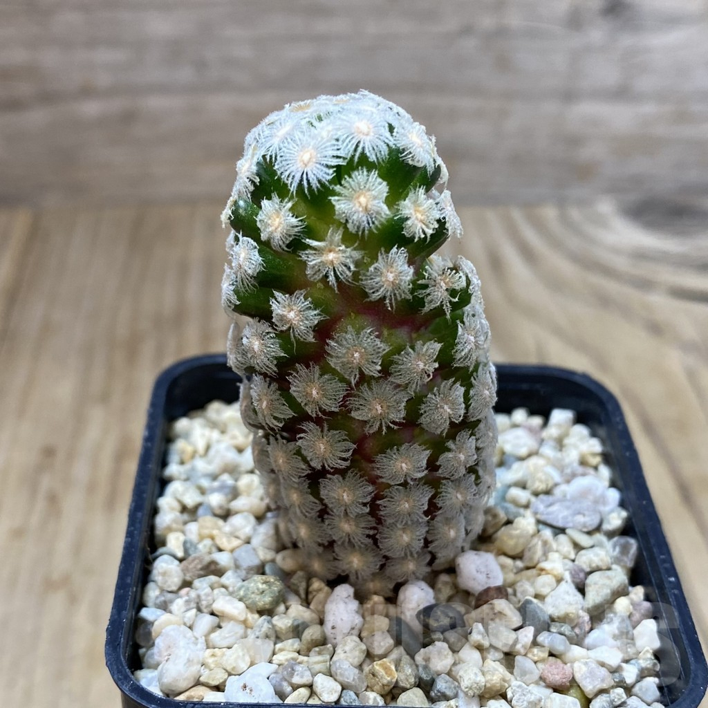 SHPR40768 Mammillaria theresae - Image 2