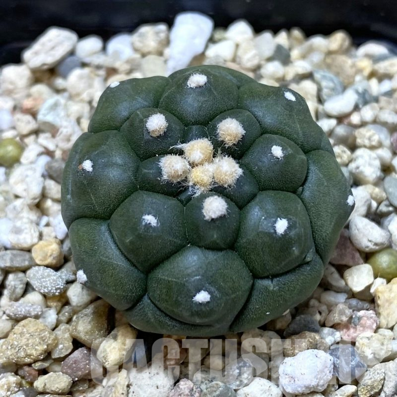 SH921 Astrophytum asterias 'Kikko'