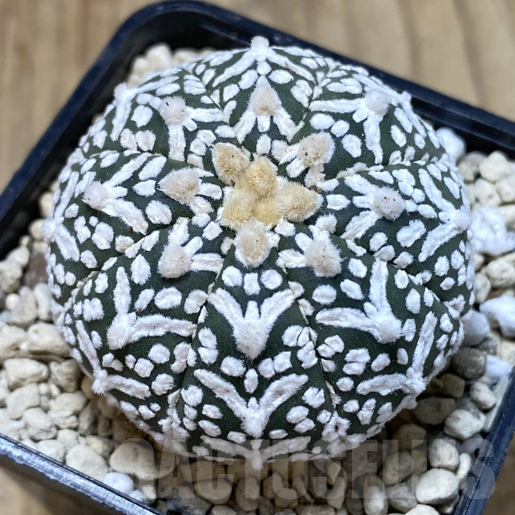 SH926 Astrophytum asterias ‘Super Kabuto’ V-type