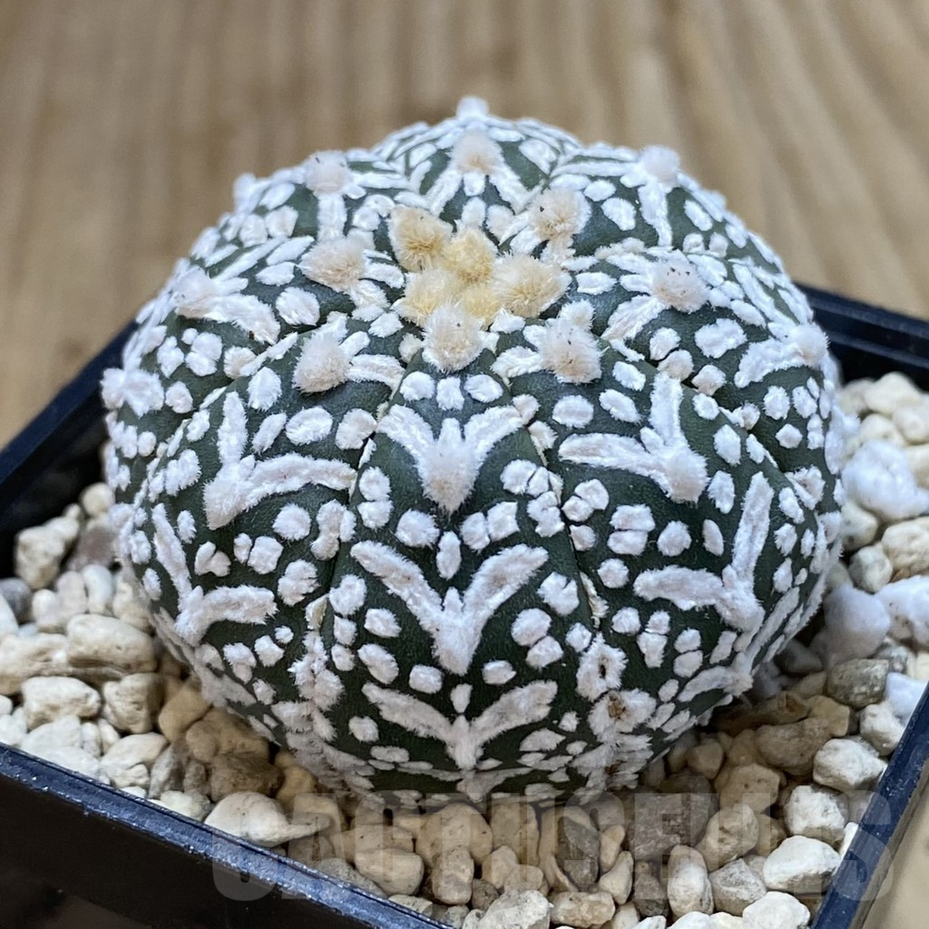 SH926 Astrophytum asterias ‘Super Kabuto’ V-type - Image 2