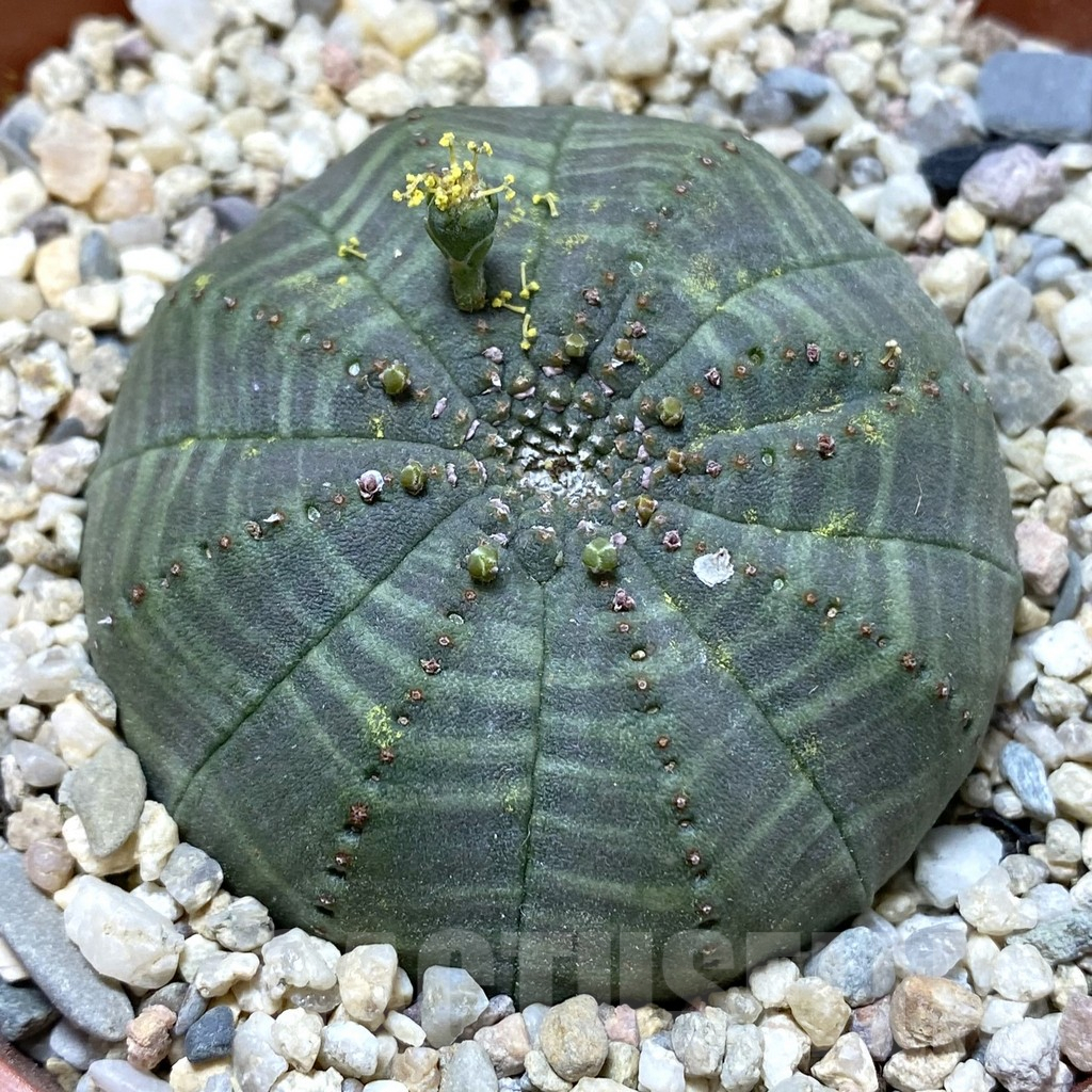 SET208 Euphorbia obesa ♀ ♂, 2 plants - Image 2