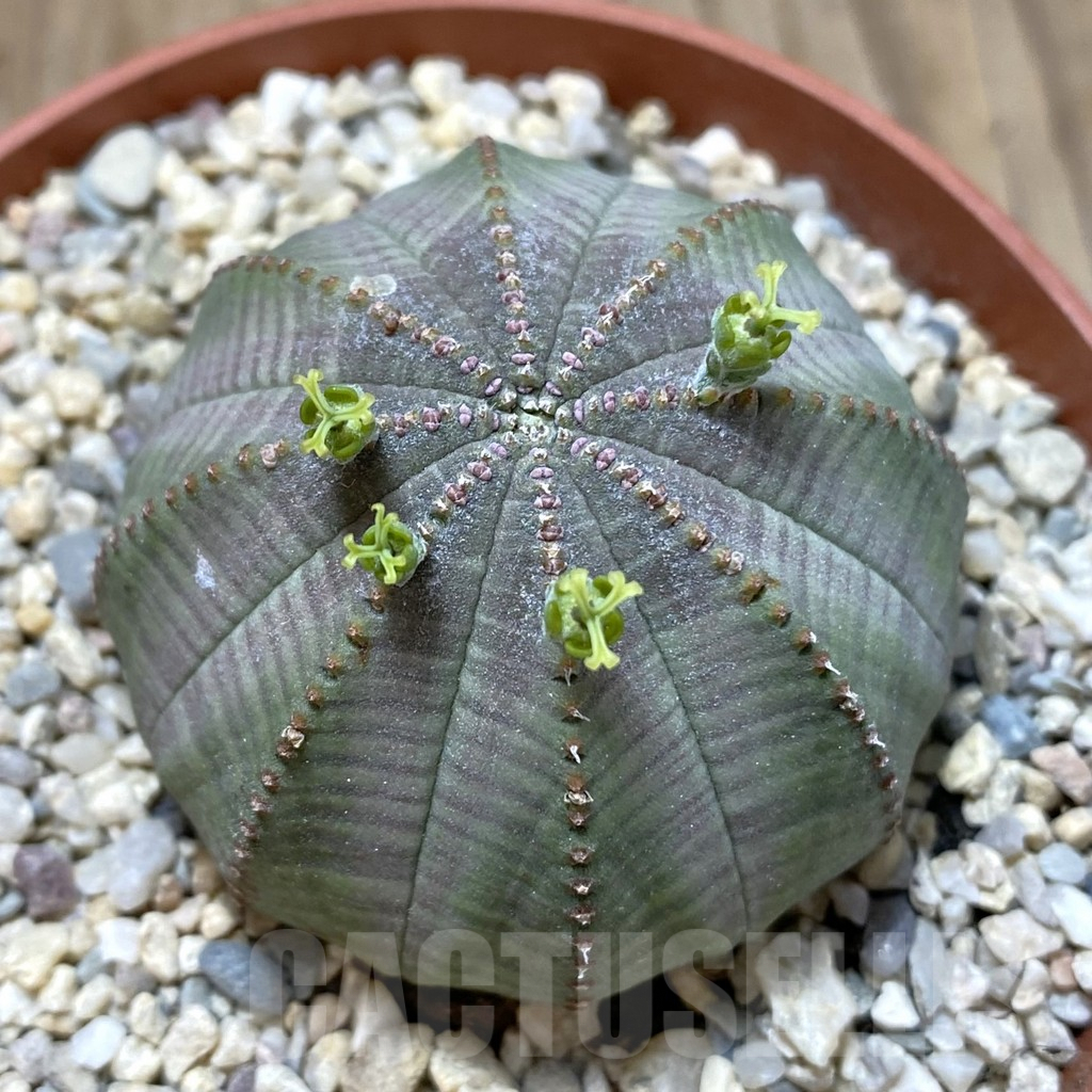 SET208 Euphorbia obesa ♀ ♂, 2 plants
