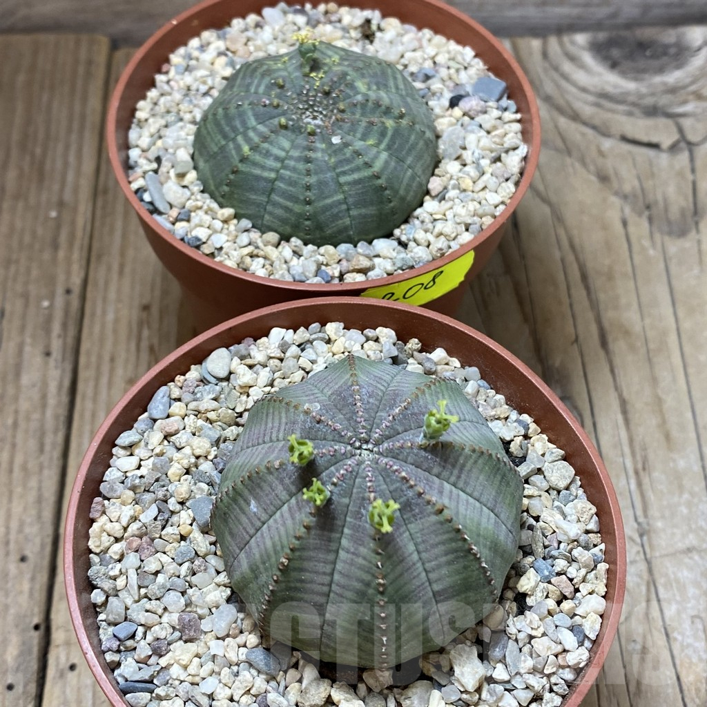 SET208 Euphorbia obesa ♀ ♂, 2 plants - Image 3