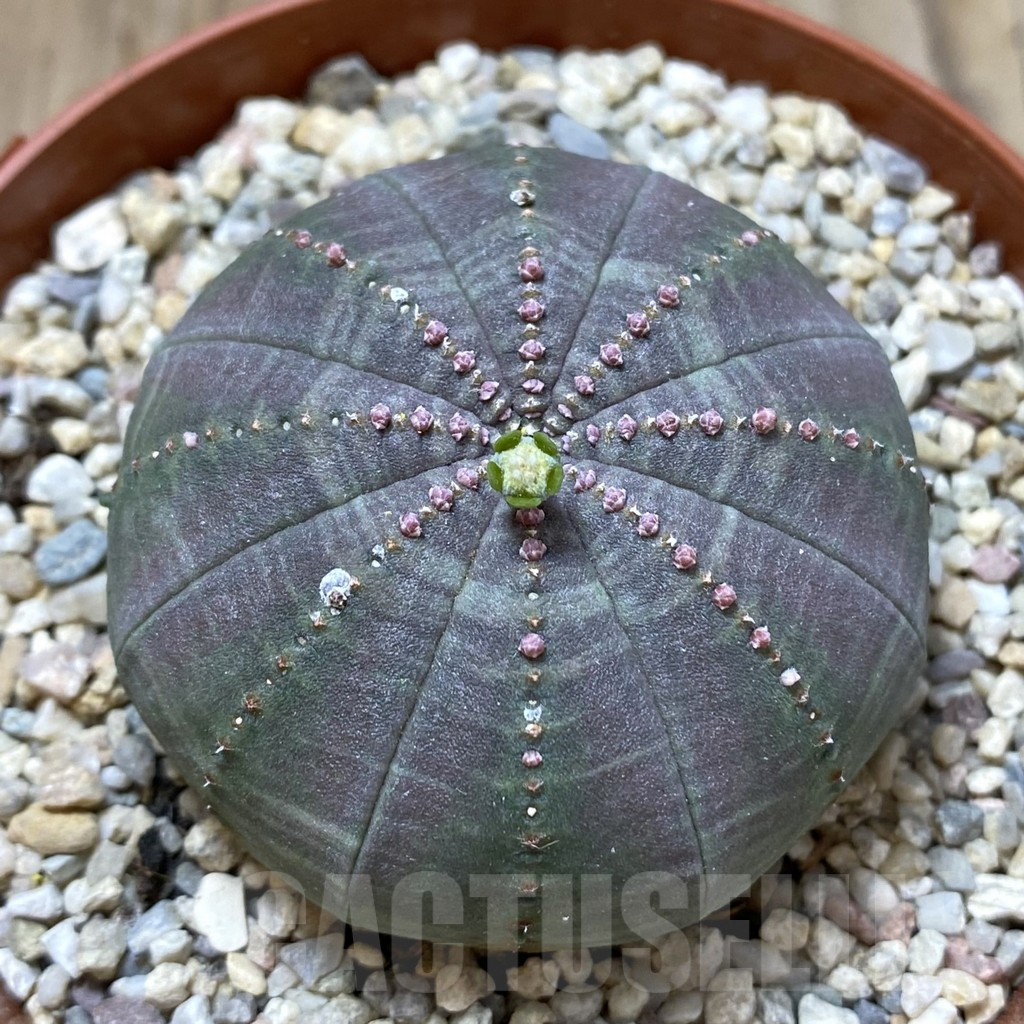 SET209 Euphorbia obesa ♀ ♂, 2 plants - Image 2