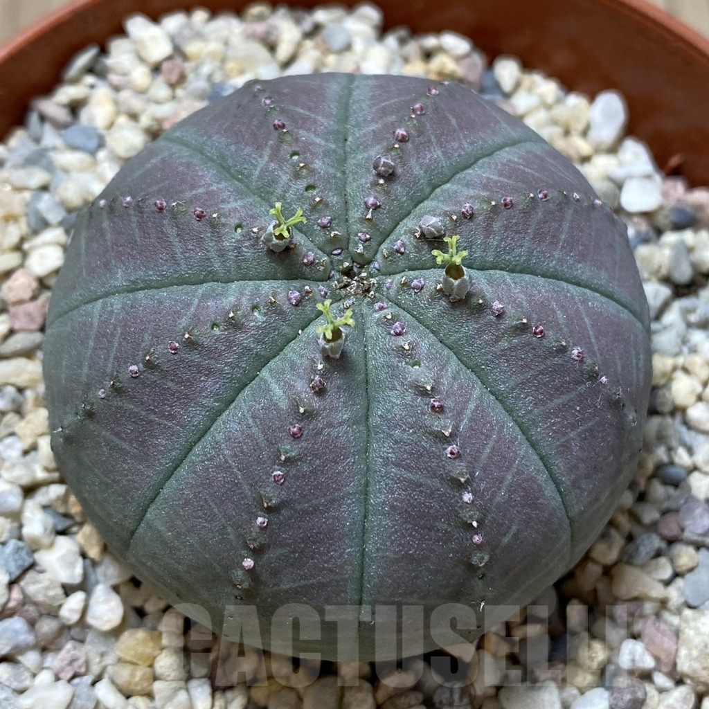 SET209 Euphorbia obesa ♀ ♂, 2 plants