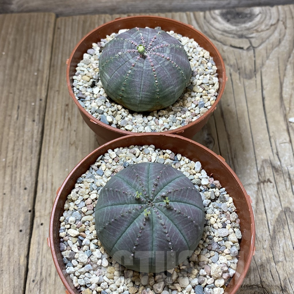 SET209 Euphorbia obesa ♀ ♂, 2 plants - Image 3