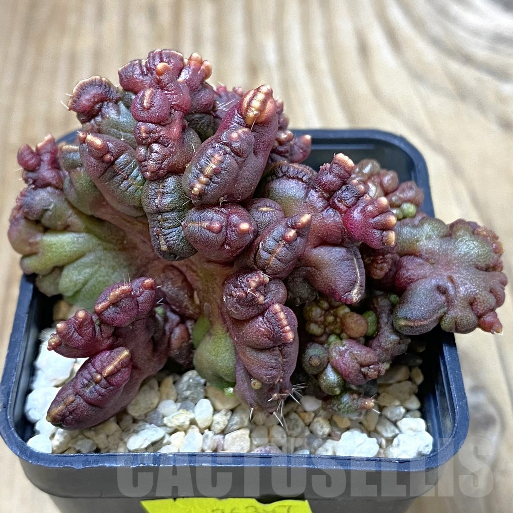 SHPR26397 Echinopsis ‘Chocolate’ f. cristata