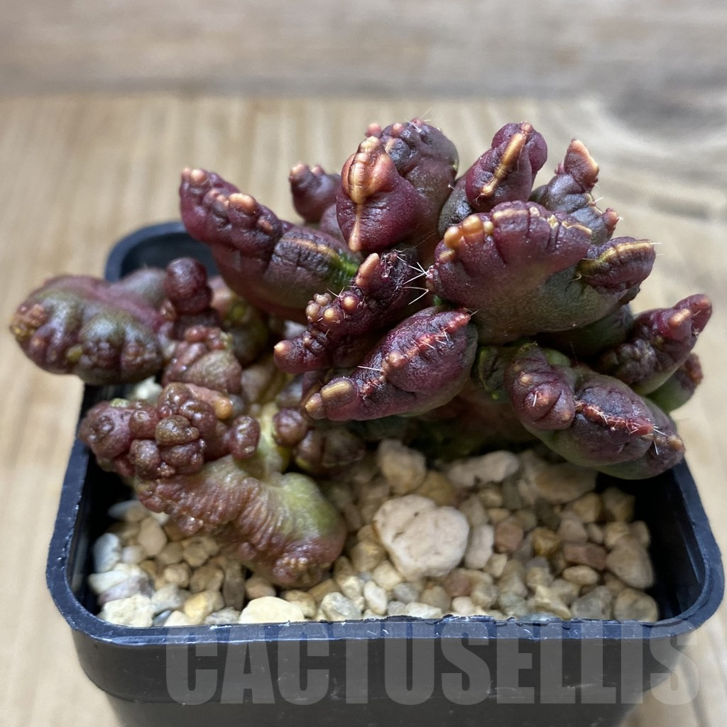 SHPR26397 Echinopsis ‘Chocolate’ f. cristata - Image 2