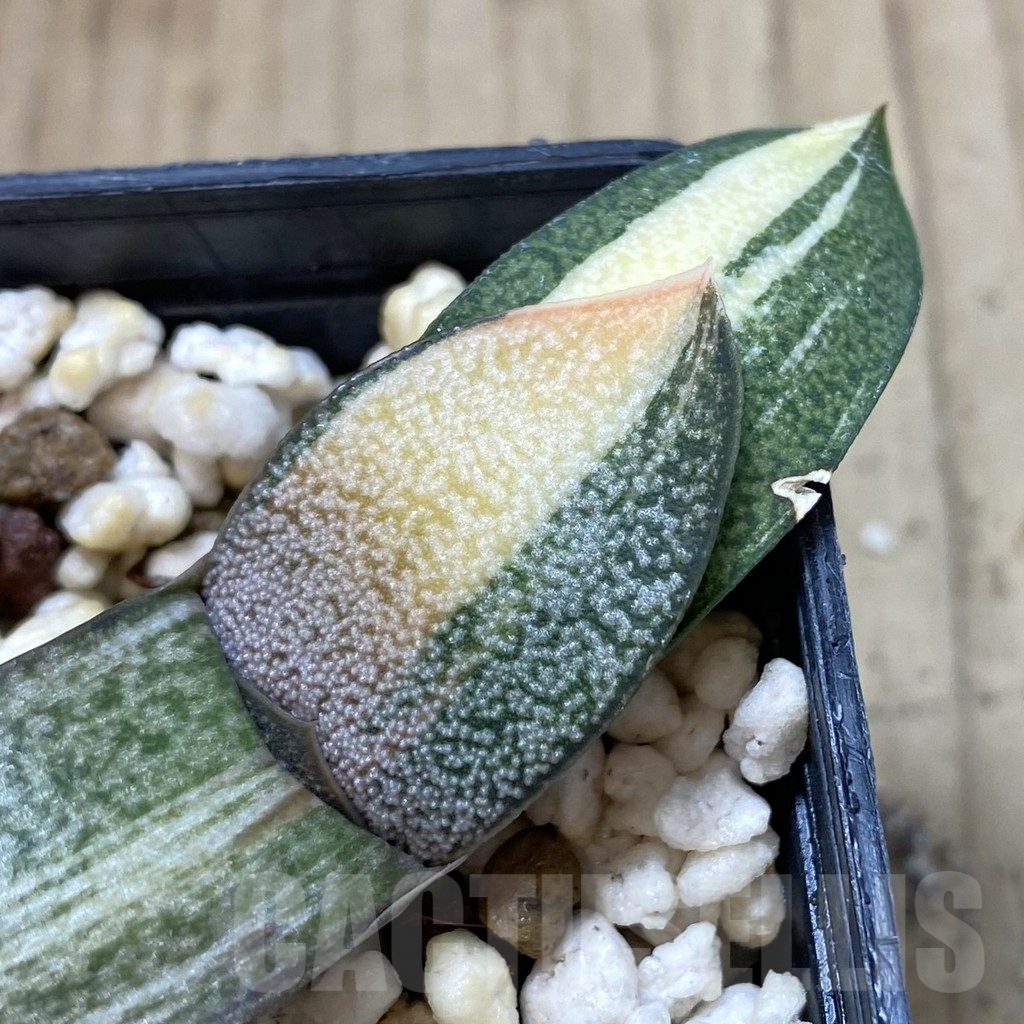 SHPR40759 Gasteria glomerata hybrid f. variegata , seedling