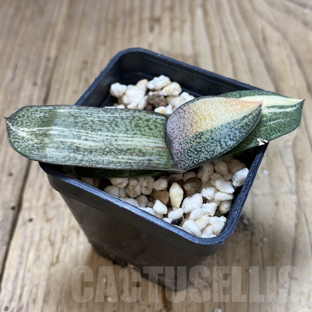 SHPR40759 Gasteria glomerata hybrid f. variegata , seedling - Image 2