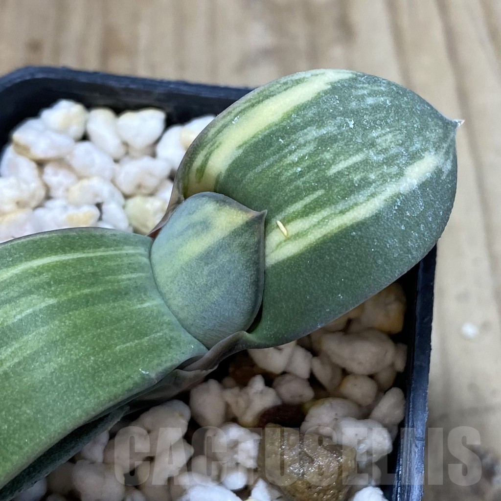 SHPR40760 Gasteria glomerata hybrid f. variegata , seedling
