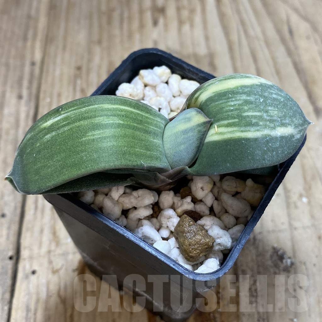 SHPR40760 Gasteria glomerata hybrid f. variegata , seedling - Image 2