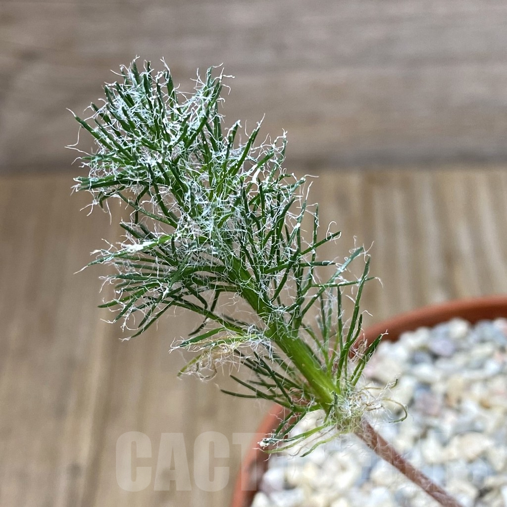 SHPR40761 Eriospermum paradoxum