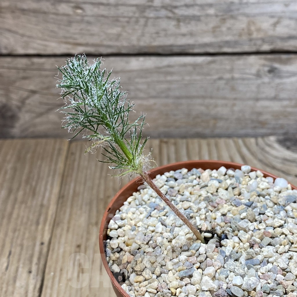 SHPR40761 Eriospermum paradoxum - Image 2