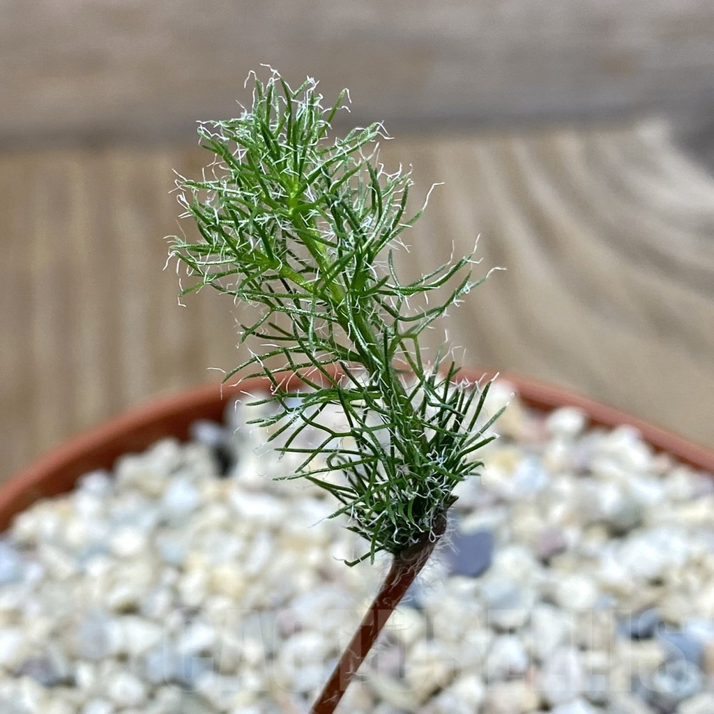 SHPR40762 Eriospermum paradoxum