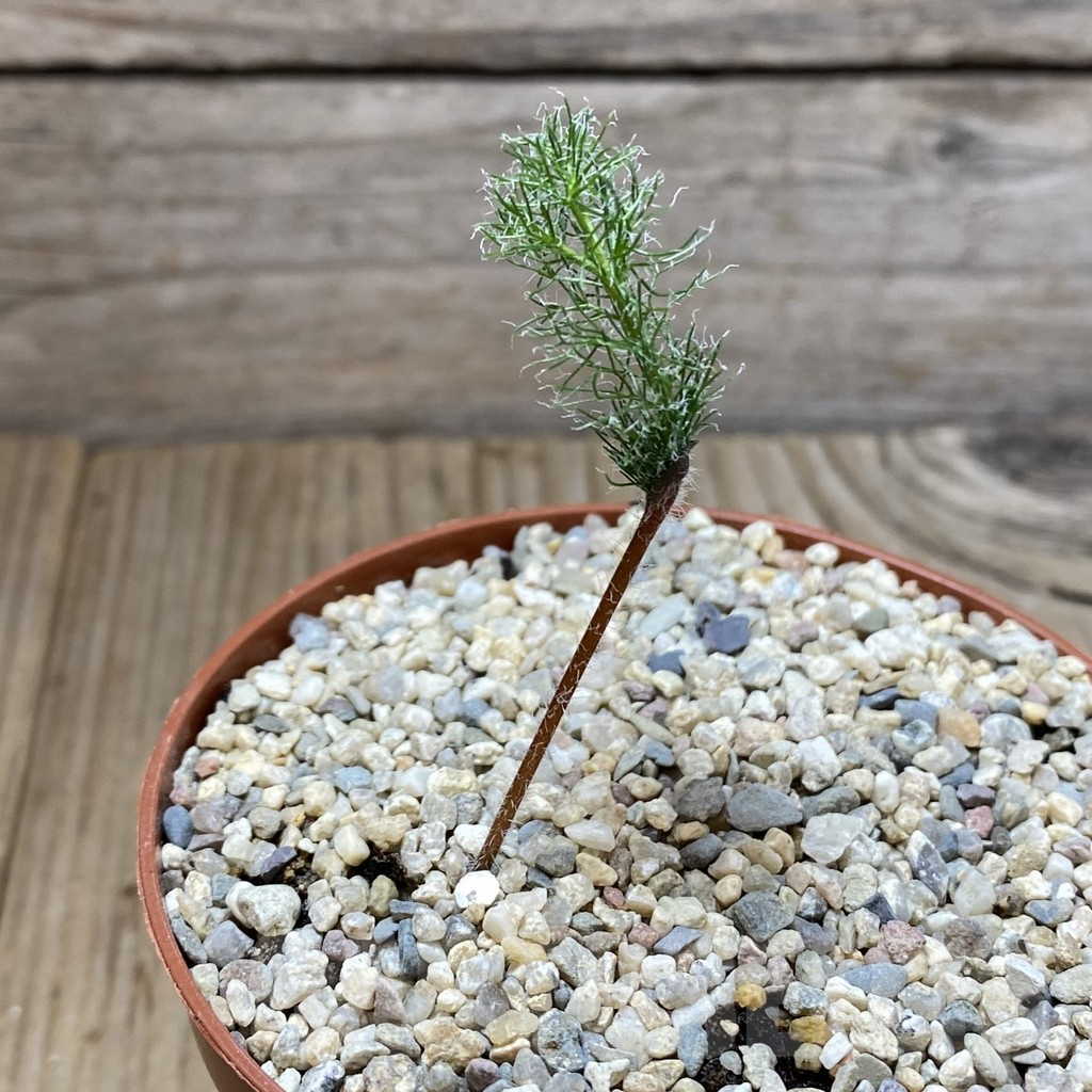 SHPR40762 Eriospermum paradoxum - Image 2