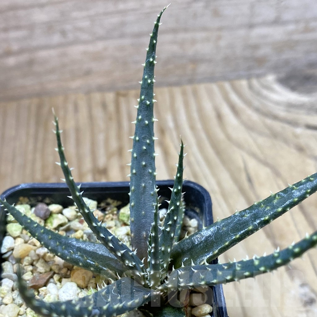SHPR40839 Aloe florenceae