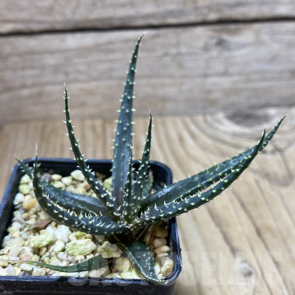 SHPR40839 Aloe florenceae - Image 2