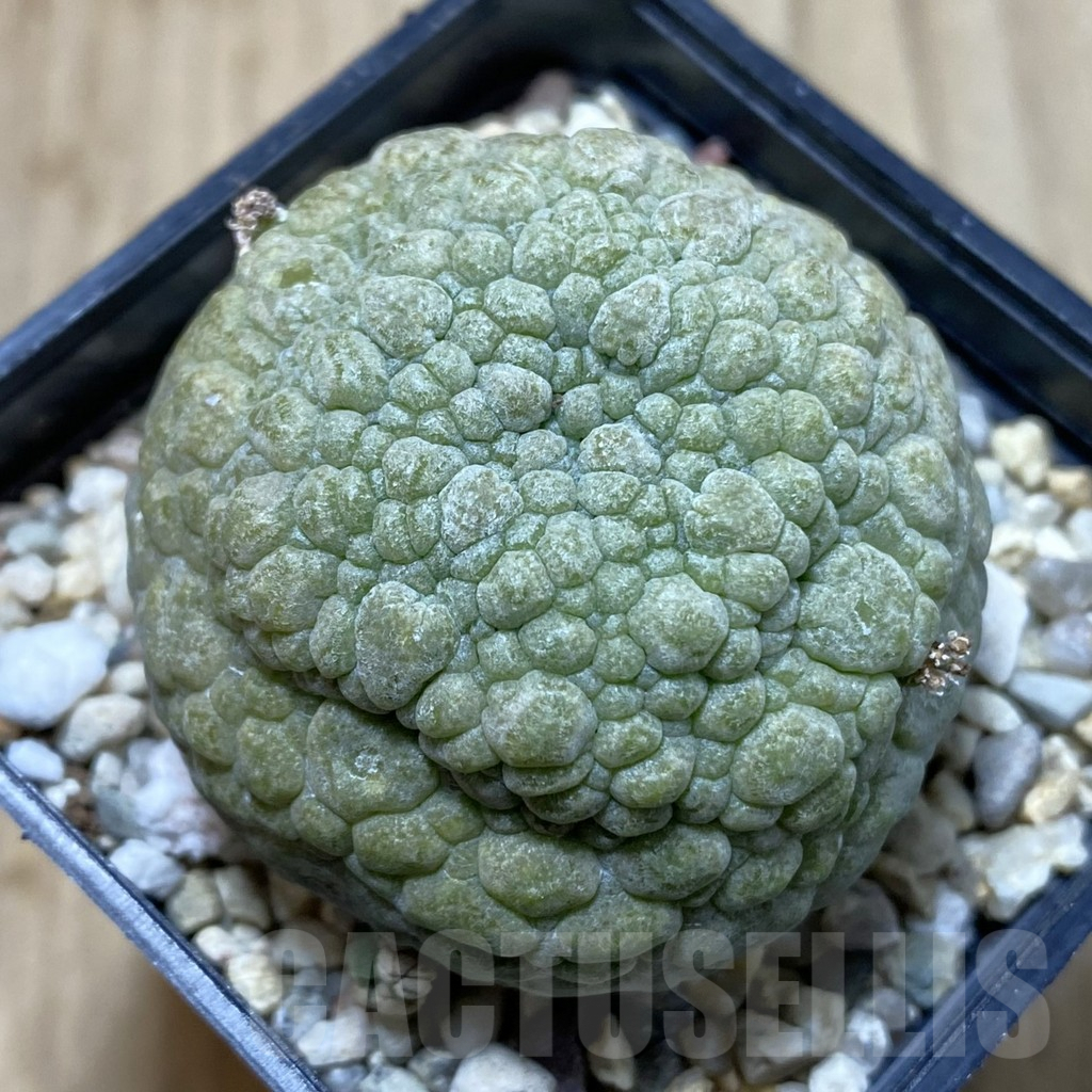 SHPR40841 Pseudolithos migiurtinus