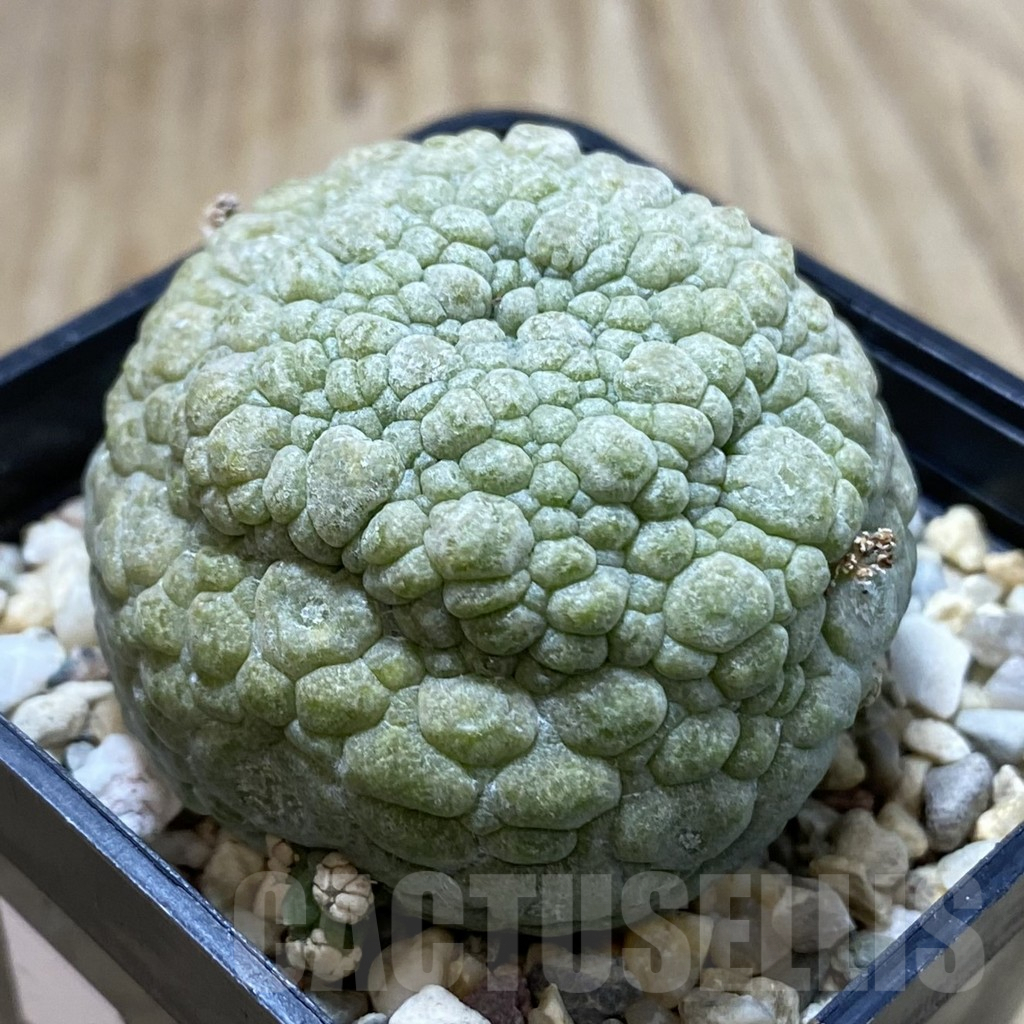 SHPR40841 Pseudolithos migiurtinus - Image 2