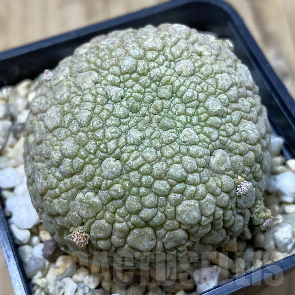 SHPR40842 Pseudolithos migiurtinus