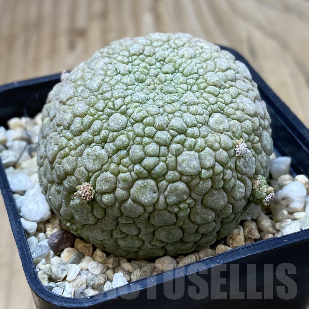SHPR40842 Pseudolithos migiurtinus - Image 2