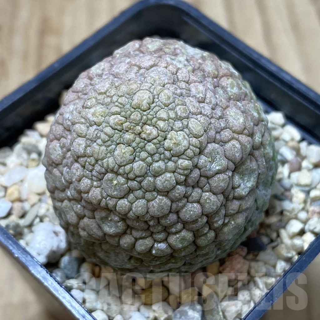 SHPR40844 Pseudolithos migiurtinus