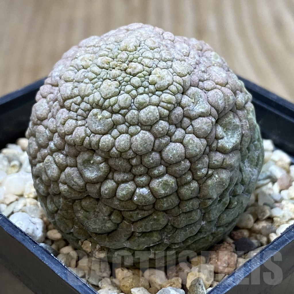 SHPR40844 Pseudolithos migiurtinus – Image 2